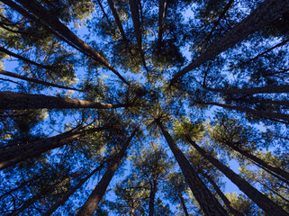 Trees from below in the woods