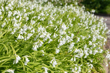 Three cornered leek (allium triquetrum) flowers in bloom