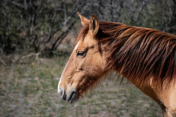 portrait of a wild horse
