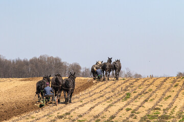 Two Amish Men with their Team of Horses Plowing a Field on a Hill | Holmes County, Ohio
