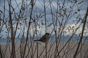 Bird