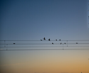 Sky & birds