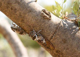 Cicada on a tree brunch 