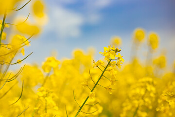 Obraz premium Flowering rapeseed, spring background. Bright yellow flowers against the sky, selective focus