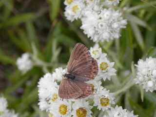 ヤマハハコで吸蜜している「ヒメシジミ」