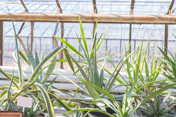 Obraz premium In the rays of the sun inside a large green house with tropical exotic plants