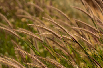 Detalhe de uma moita de capim iluminado pela luz do dia com foco restrito.