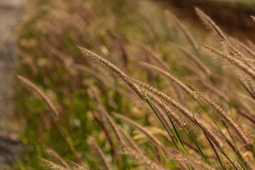 Detalhe de uma moita de capim iluminado pela luz do dia com foco restrito.