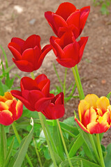 Bright colorful red and yellow tulips (Tulipa) in a flower garden on a sunny day close-up