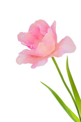 One light pink tulip flower (Tulipa) with green leaves on a white isolated background close-up