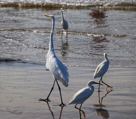Photograph of herons in Barra de Tramandaí in Rio Grande do Sul, Brazil.