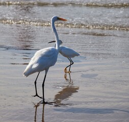 Photograph of herons in Barra de Tramandaí in Rio Grande do Sul, Brazil.