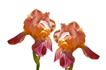 Two colorful bright iris flowers of yellow red pink shade close-up on a white isolated background