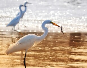 Photograph of a beautiful Great egret found in Barra de Tramandaí in Rio Grande do Sul, Brazil.