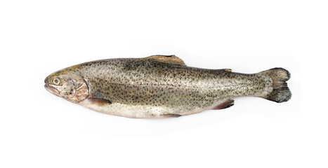 Raw Trout Isolated