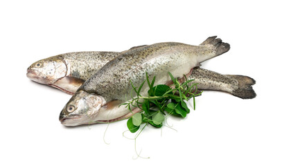 Raw Trout Isolated