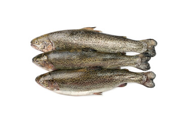 Raw Trout Isolated