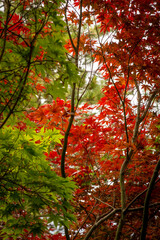 Many maple leaves in green and red foliage