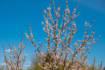 Apricot tree blooms in spring against sky background.