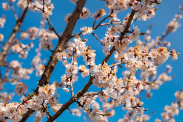 Apricot tree blooms in spring against sky background.