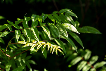 Leaves of a green young fern as a background