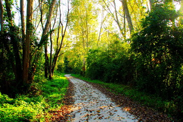 White road partly covered by dry autumn leaves and illuminated by beams of autumn sun making their way through lush green vegetation near San Ruffino lake