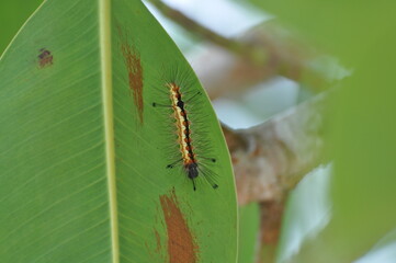 yellow caterpillar on leaf