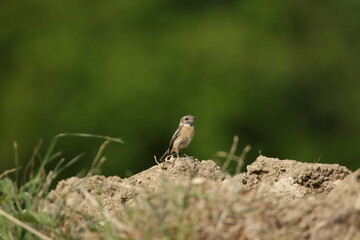 A female Stonechat perched on a rock.