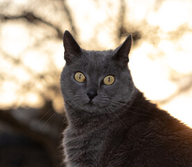 grey cat chateux breed with eye spot on an out-of-focus sunset