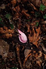 dewy pink flower petal on brown and green forest floor with dried leaves