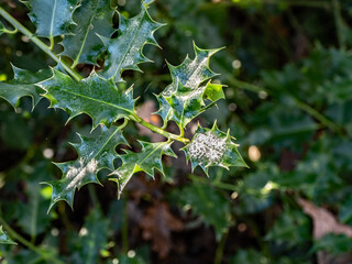Holly in the sunshine