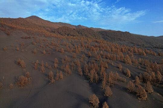 Volcanic Eruption  La Palma, Canary Islands, Pine Forest Covered In Ash