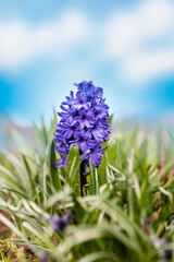 Flower Hyacinthus in spring in the grass against the background of blue sky