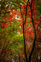 Fototapeta na wymiar Many maple leaves in green and red foliage