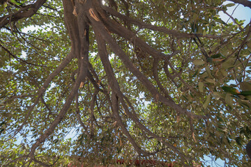 Closeup to a green tree foliage with fresh branches and a big trunk 