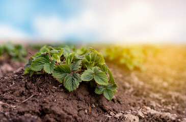 A strawberry bush in the spring on a garden bed against a blue sky.