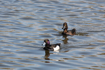 Male and female tufted duck (Aythya fuligula) in bright nuptial plumage in early spring. May, Belarus