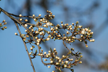 Branch of Siberian crab apple tree with white buds against spring blue sky