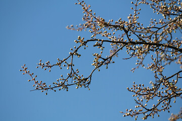 Branch of Siberian crab apple tree with white buds against spring blue sky