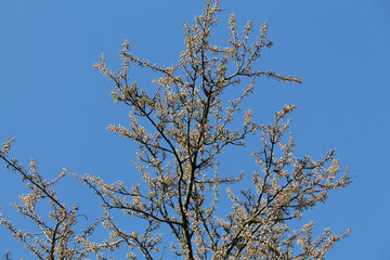 Branch of Siberian crab apple tree with white buds against spring blue sky