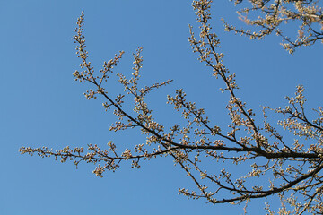 Branch of Siberian crab apple tree with white buds against spring blue sky