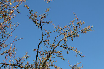 Obraz premium Branch of Siberian crab apple tree with white buds against spring blue sky