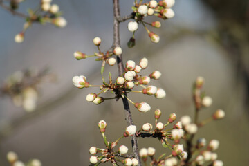 Branch of Siberian crab apple tree with white buds