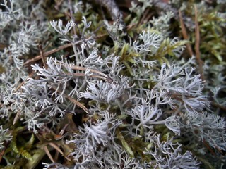 silver moss in the forest