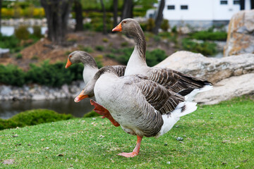 Gray geese on a green lawn in a city park
