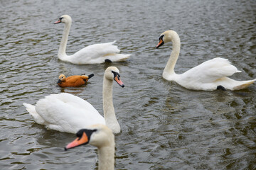 Some graceful white swans swimming in the lake, swans in the wild.