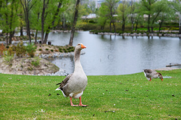Beautiful Perigord geese walk on a green lawn in summer in a park. Green lawn and pond in the background.
