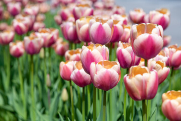 Fototapeta premium White and pink tulips on a green lawn in a city park.
