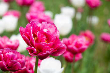 Obraz premium Close-up of mixed colors tulips in bloom in garden.