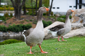 Naklejka na ściany i meble Beautiful perigord geese walk on a green lawn in summer in a park.